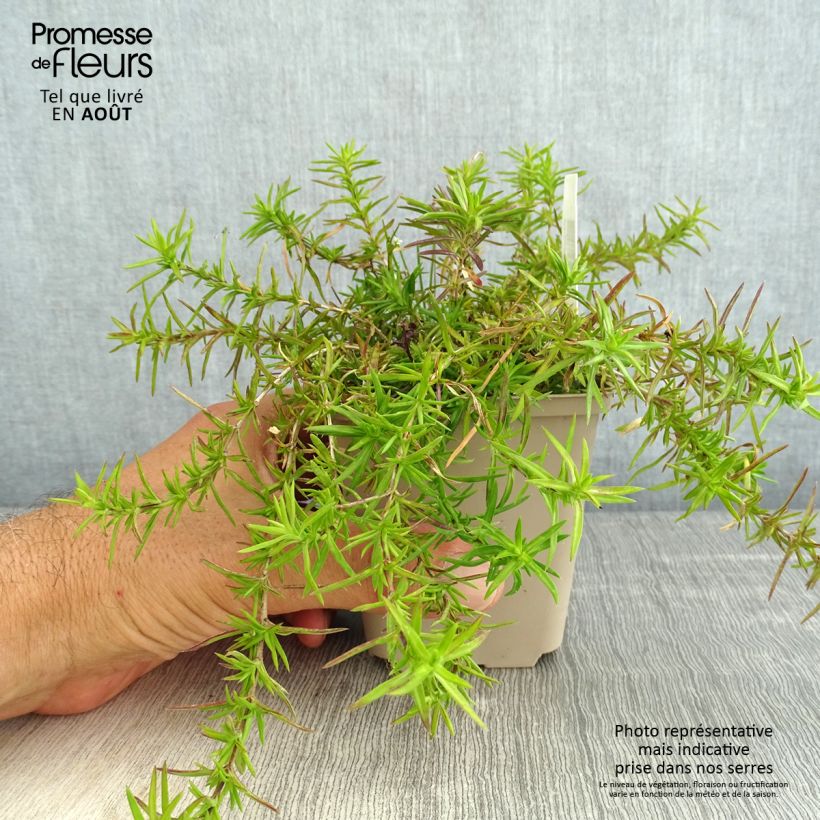 Esemplare di Phlox subulata Atropurpurea - Muscio rosa Vasetto da 8/9 cm consegnato in estate