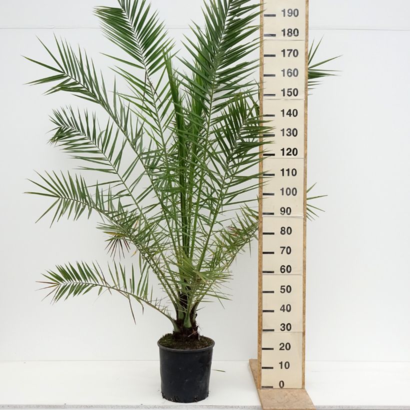 Phoenix canariensis - Palma delle Canarie Vaso da 12L/15L esemplare consegnato in primavera