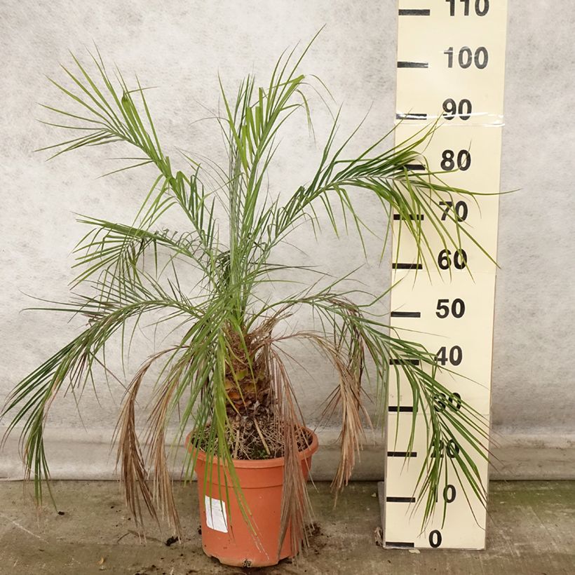 Esemplare di Phoenix roebelinii - Palma da datteri nana Vaso da 7,5L/10L come consegnato in autunno
