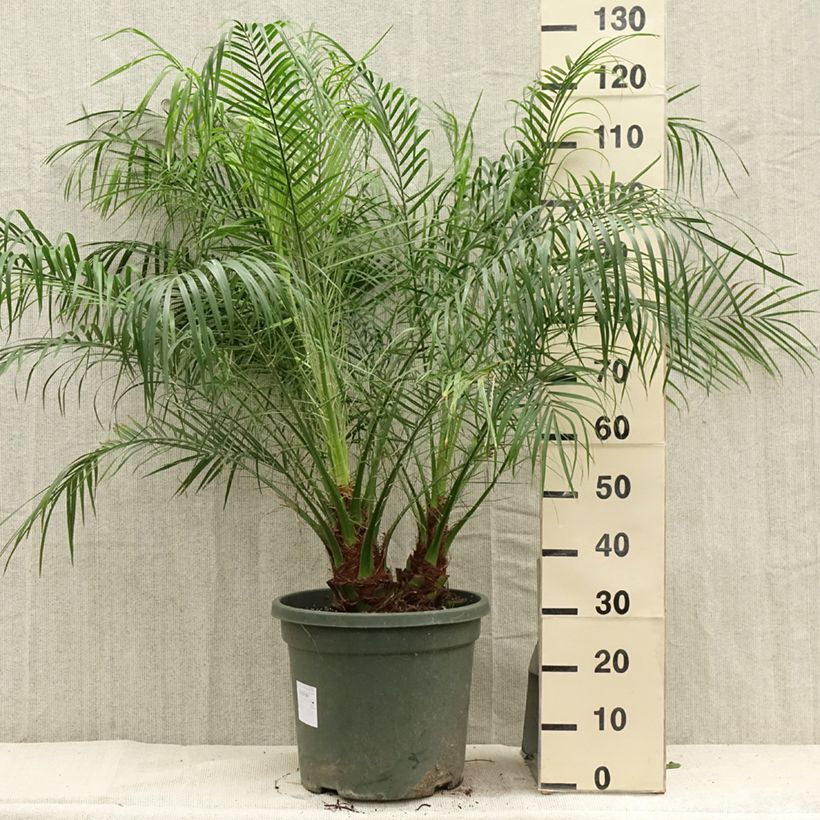 Esemplare di Phoenix roebelinii - Palma da datteri nana Vaso da 20L/25L consegnato in estate