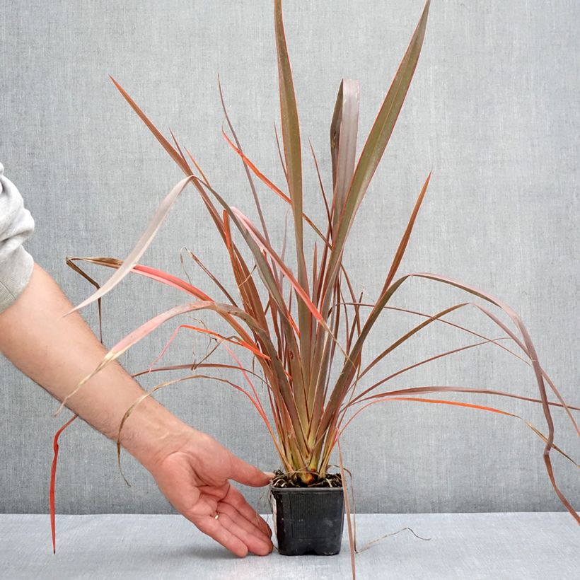 Esemplare di Phormium cookianum Bronze Baby Vasetto da 8/9 cm consegnato in estate