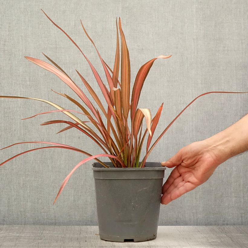 Esemplare di Phormium cookianum Maori Maiden Vaso da 3L/4L consegnato in estate