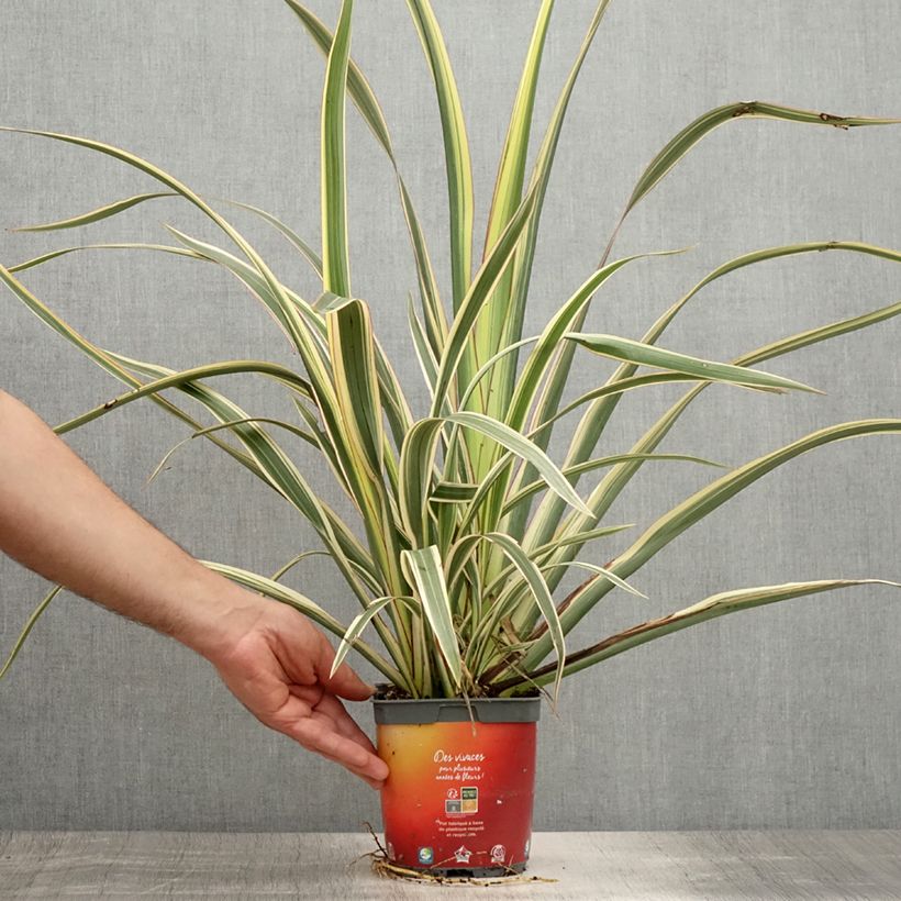Esemplare di Phormium cookianum subsp. hookeri Tricolor Vaso da 1,5L/2L consegnato in estate