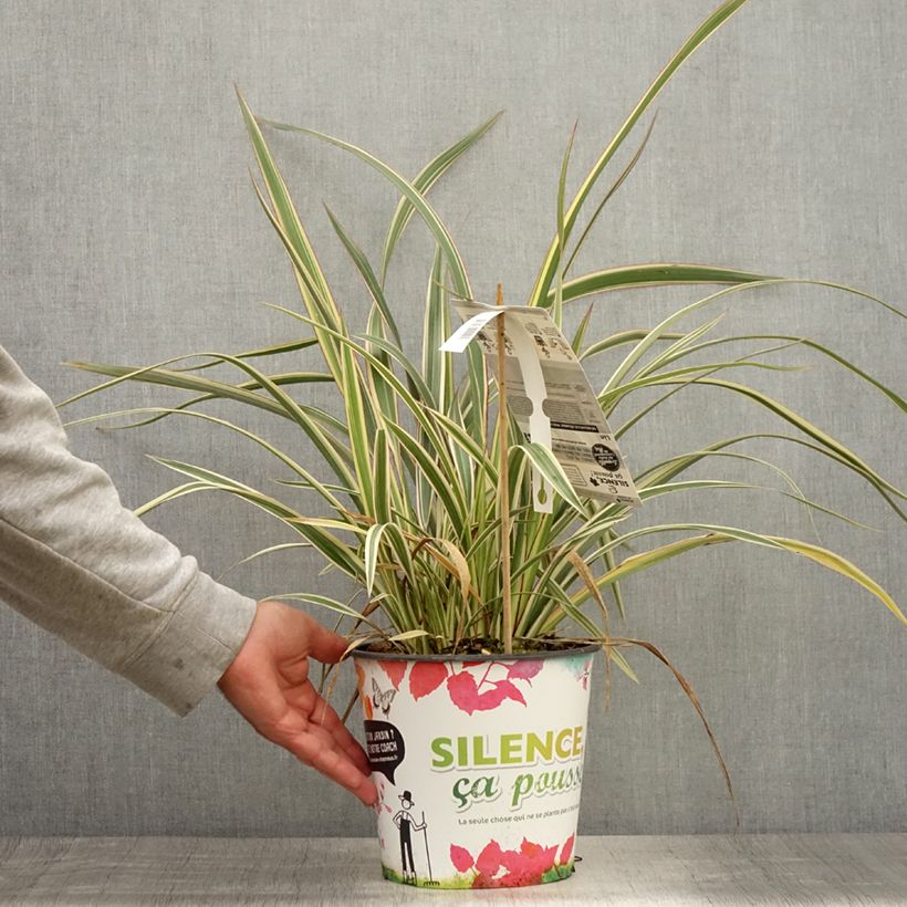 Esemplare di Phormium cookianum subsp. hookeri Tricolor Vaso da 3L/4L consegnato in estate