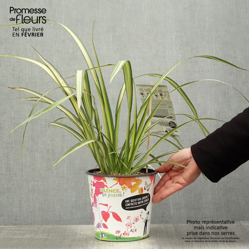 Phormium cookianum subsp. hookeri Cream Delight Vaso da 4L/5L esemplare consegnato in inverno