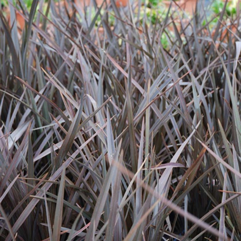 Phormium Dark Delight - Lino della Nuova Zelanda (Fogliame)