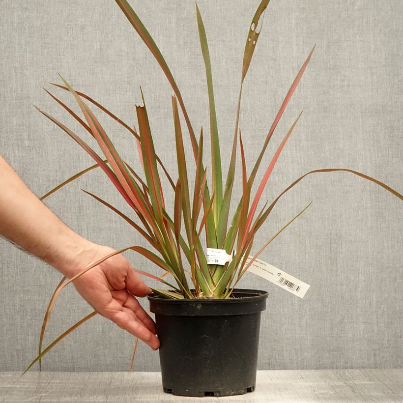 Esemplare di Phormium Jester - Lino della Nuova Zelanda Vaso da 3L/4L consegnato in estate