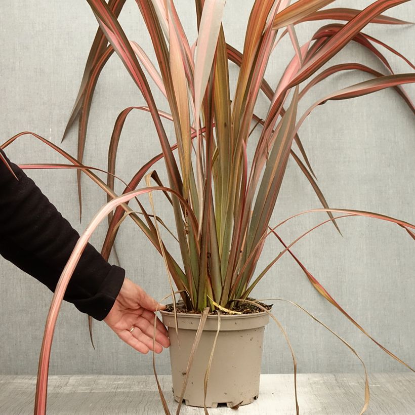 Esemplare di Phormium Margaret Jones - Lino della Nuova Zelanda Vaso da 4L/5L come consegnato in autunno
