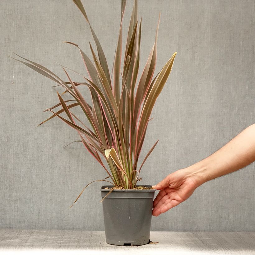 Esemplare di Phormium Pink Stripe - Lino della Nuova Zelanda Vaso da 3L/4L consegnato in estate