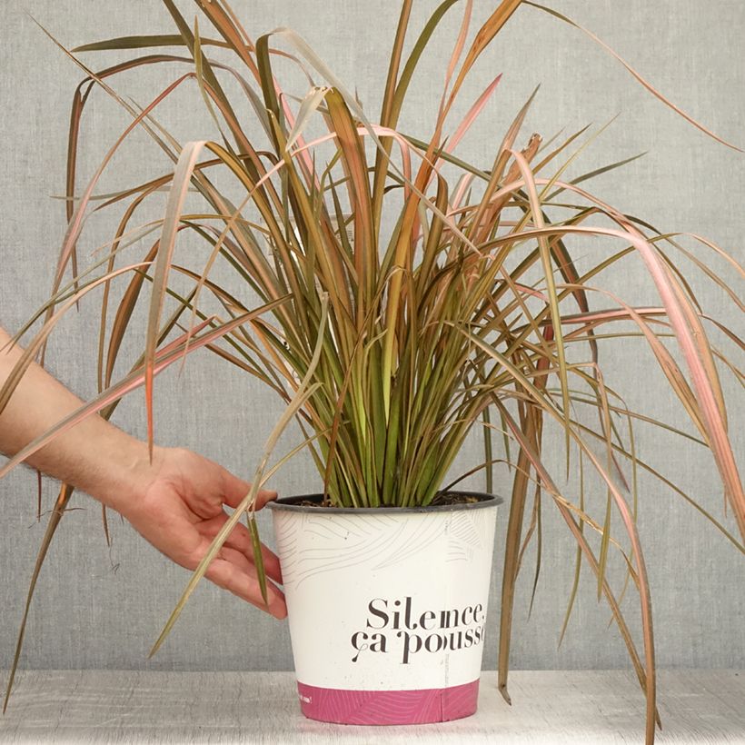 Esemplare di Phormium Rainbow Maiden - Lino della Nuova Zelanda Vaso da 3L/4L consegnato in estate
