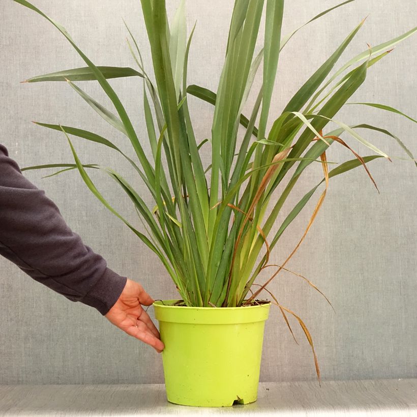 Esemplare di Phormium tenax - Lino della Nuova Zelanda Vaso da 7,5L/10L consegnato in estate