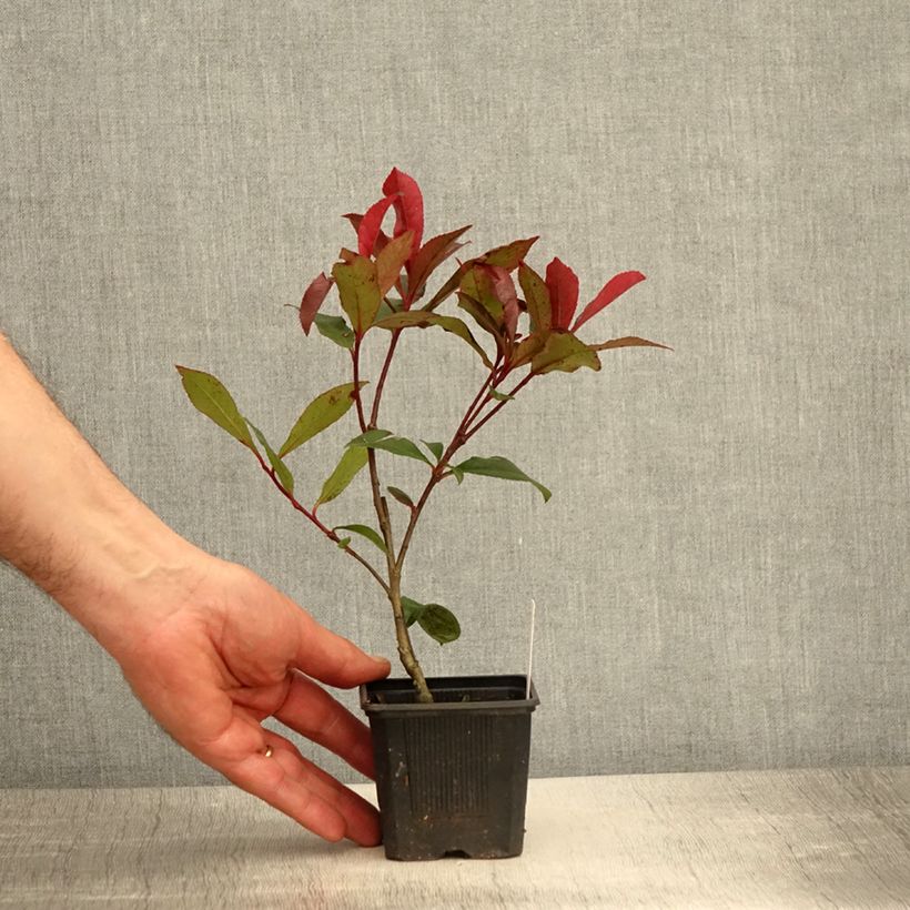 Fotinia Carré Rouge Vasetto da 8/9 cm esemplare consegnato in primavera