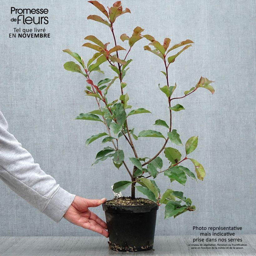 Esemplare di Fotinia Red Select Vaso da 3L/4L come consegnato in autunno
