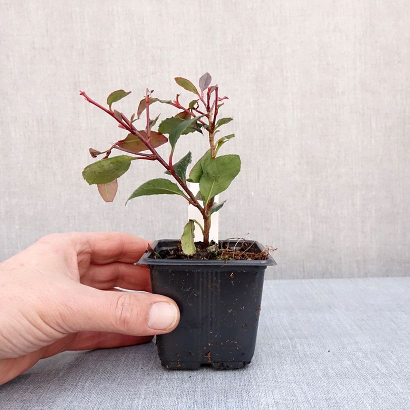 Fotinia Little Red Robin Vasetto da 8/9 cm esemplare consegnato in inverno
