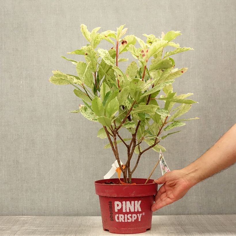 Esemplare di Photinia serratifolia Pink Crispy - Fotinia Vaso da 4L/5L consegnato in estate