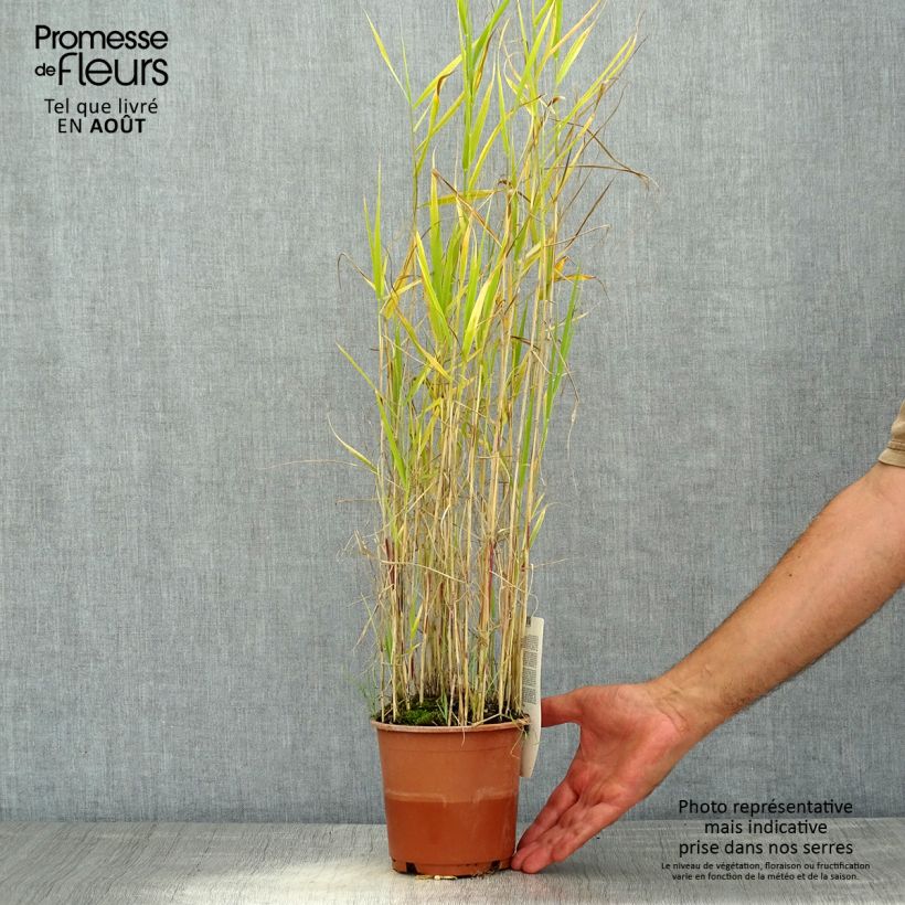 Esemplare di Phragmites australis - Cannuccia di palude Vaso da 1L/1,5L consegnato in estate