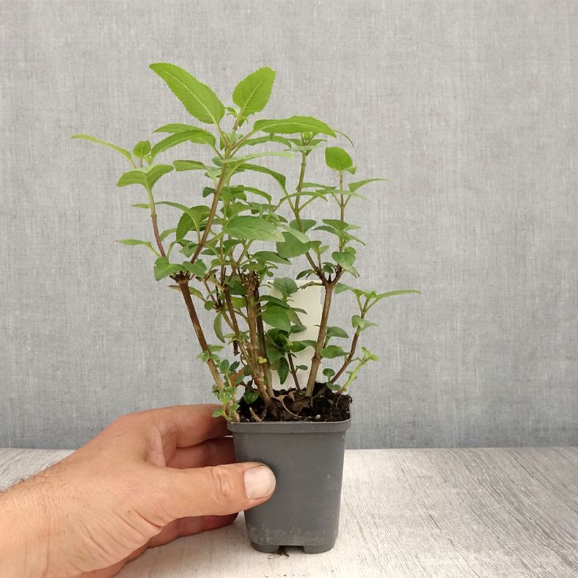 Esemplare di Phygelius capensis Vasetto da 8/9 cm consegnato in estate