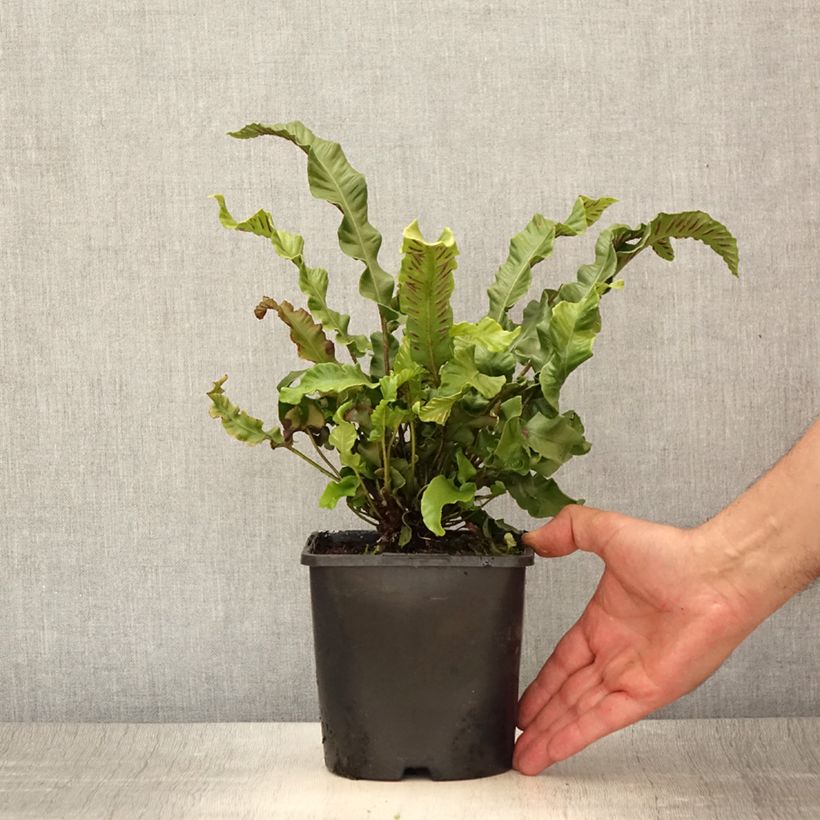 Esemplare di Phyllitis scolopendrium - Asplenio Vaso da 2L/3L consegnato in estate