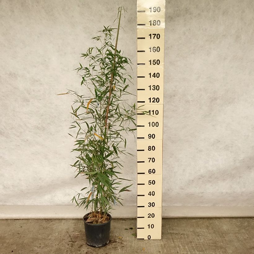 Esemplare di Phyllostachys aurea Holochrysa - Bambù dorato Vaso da 12L/15L consegnato in estate