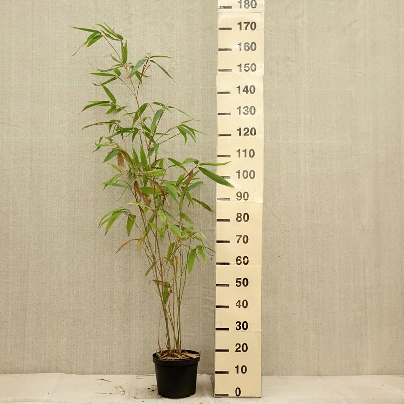 Esemplare di Phyllostachys edulis - Moso Vaso da 4L/5L come consegnato in autunno