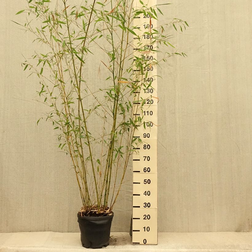 Esemplare di Phyllostachys flexuosa - Bambù Vaso da 12L/15LAltezza consegnata circa 175/+cm consegnato in estate