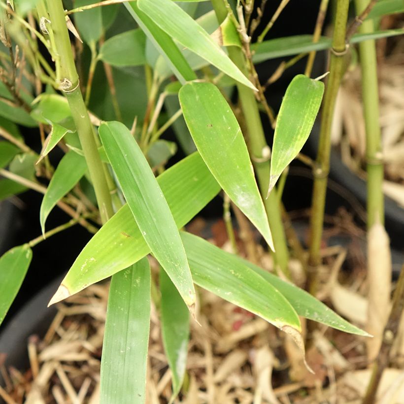 Phyllostachys heteroclada - Bambù d'acqua (Fogliame)
