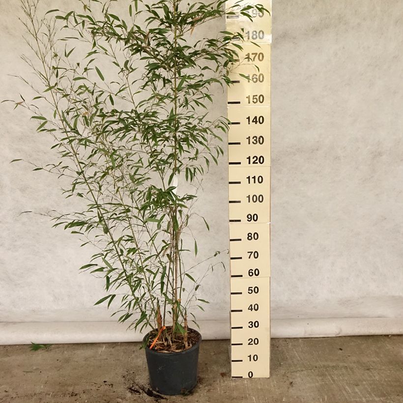 Esemplare di Phyllostachys nigra Boryana - Bambù nero Vaso da 12L/15L consegnato in estate