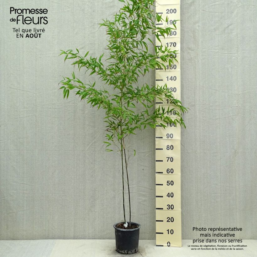 Esemplare di Phyllostachys nigra Boryana - Bambù nero Vaso da 4L/5L consegnato in estate