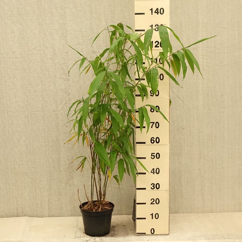 Esemplare di Phyllostachys parviflora - Bambù gigante Vaso da 12L/15L consegnato in estate