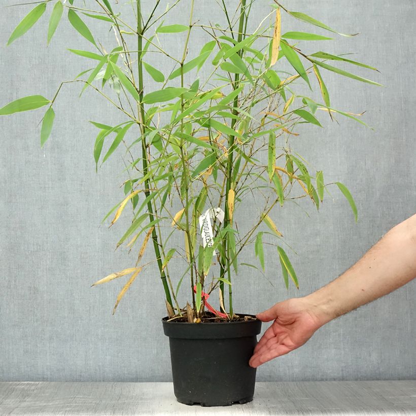 Esemplare di Phyllostachys viridiglaucescens - Bambù gigante Vaso da 4L/5L consegnato in estate