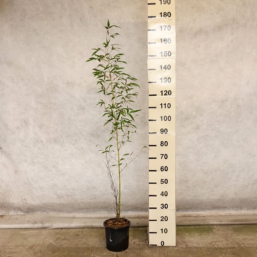 Esemplare di Phyllostachys viridis Sulphurea - Bambù Vaso da 4L/5L come consegnato in autunno