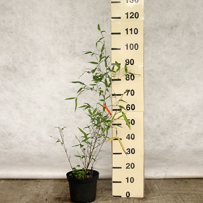 Phyllostachys viridis Sulphurea - Bambù Vaso da 4L/5L esemplare consegnato in primavera