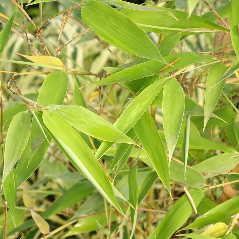 Phyllostachys viridis Sulphurea - Bambù (Fogliame)