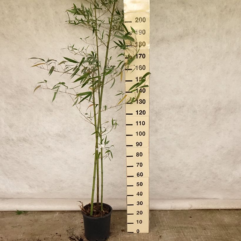 Esemplare di Phyllostachys vivax Huangwenzhu - Bambù gigante d'Avorio Vaso da 4L/5L consegnato in estate