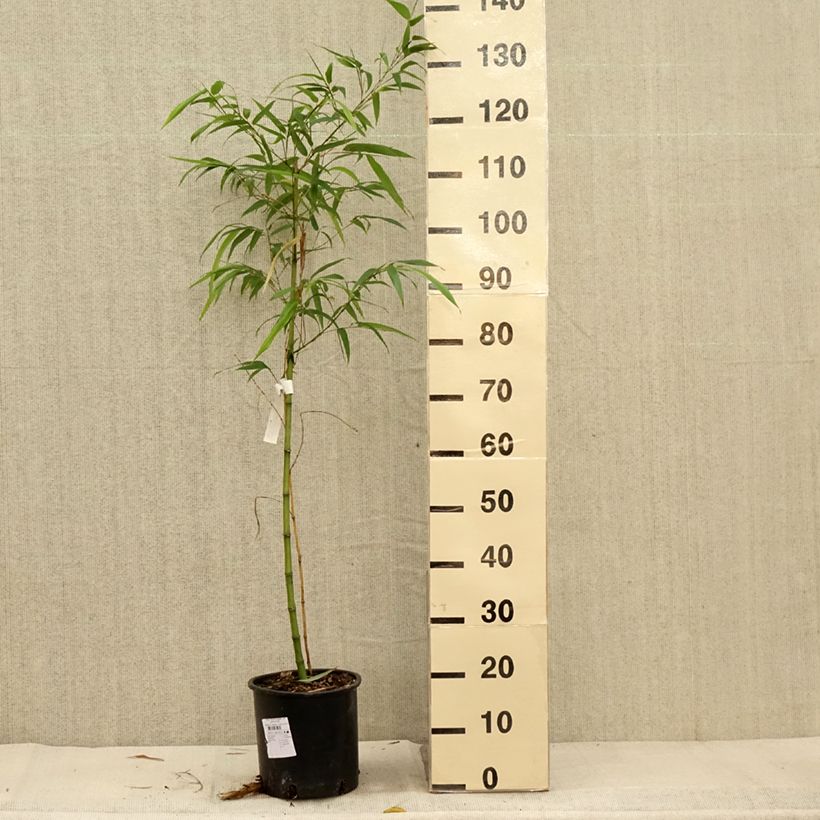 Esemplare di Phyllostachys vivax MacClure - Bambù gigante d'Avorio Vaso da 4L/5L come consegnato in autunno