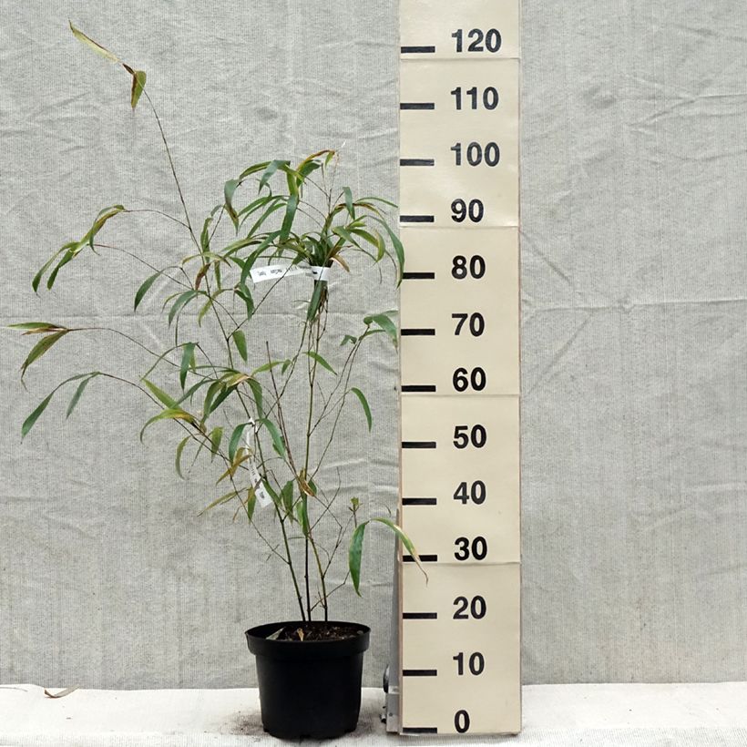 Phyllostachys vivax MacClure - Bambù gigante d'Avorio Vaso da 4L/5LAltezza consegnata circa 100/150cm esemplare consegnato in primavera