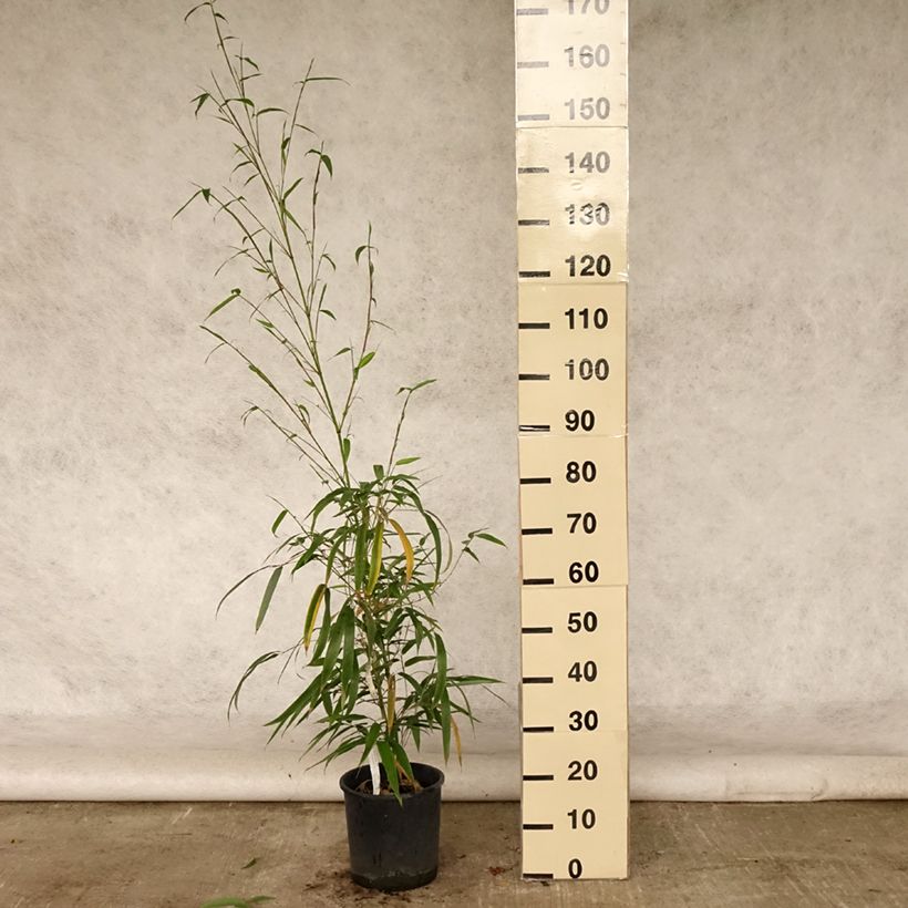 Esemplare di Phyllostachys vivax MacClure - Bambù gigante d'Avorio Vaso da 12L/15L consegnato in estate