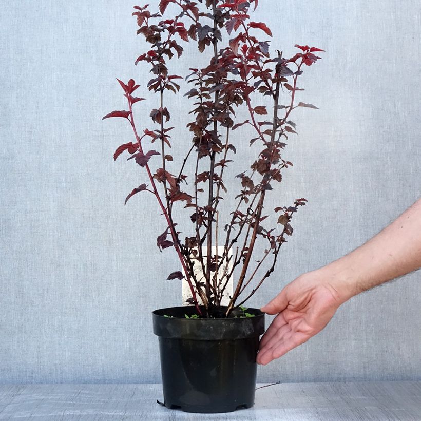 Esemplare di Physocarpus opulifolius Rubella Vaso da 2L/3L consegnato in estate