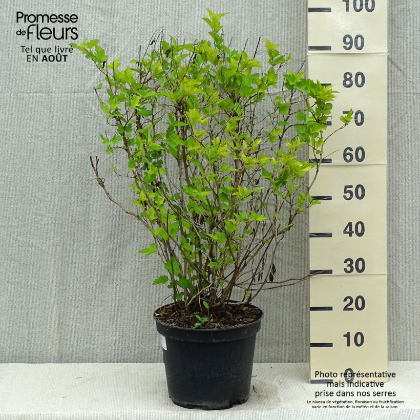 Esemplare di Physocarpus opulifolius Dart's Gold Vaso da 7,5L/10L consegnato in estate