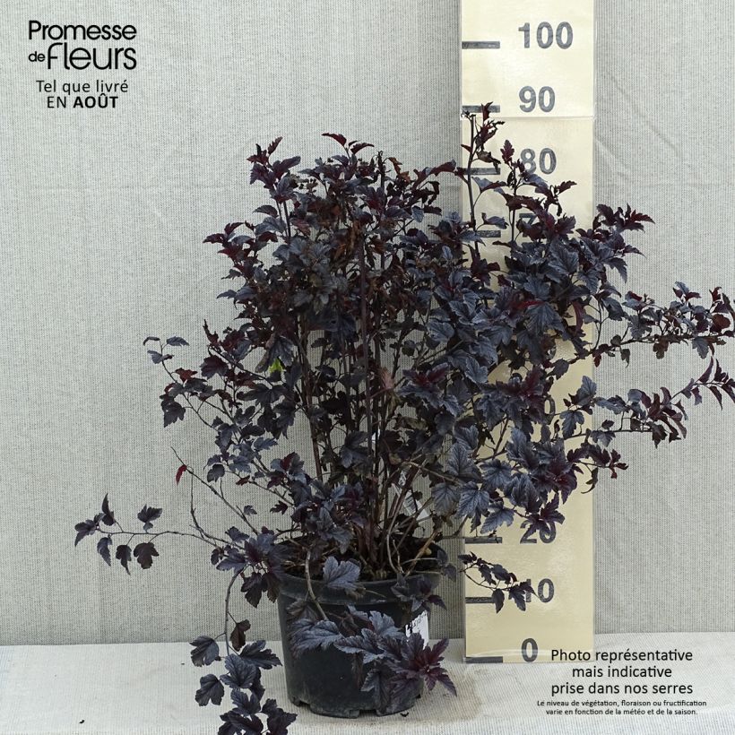 Esemplare di Physocarpus opulifolius All Black Vaso da 7,5L/10L consegnato in estate