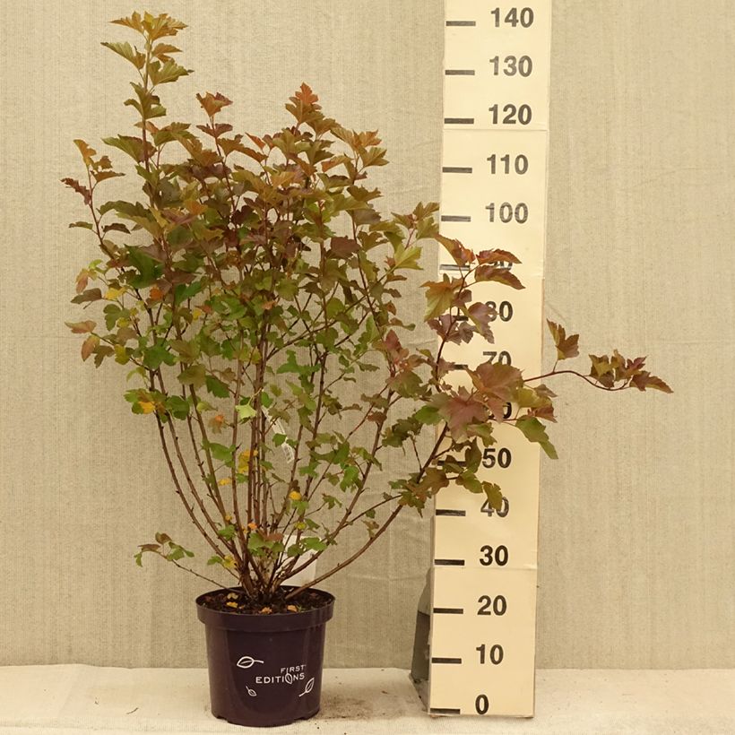 Esemplare di Physocarpus opulifolius Amber Jubilee Vaso da 7,5L/10L consegnato in estate