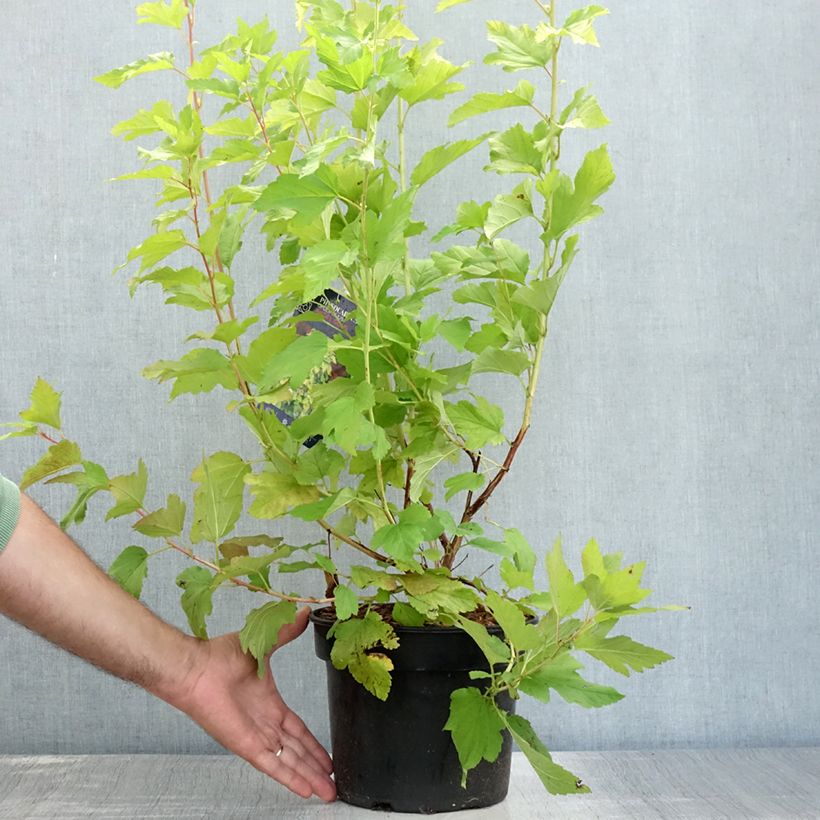 Esemplare di Physocarpus opulifolius Angel Gold Vaso da 3L/4L consegnato in estate
