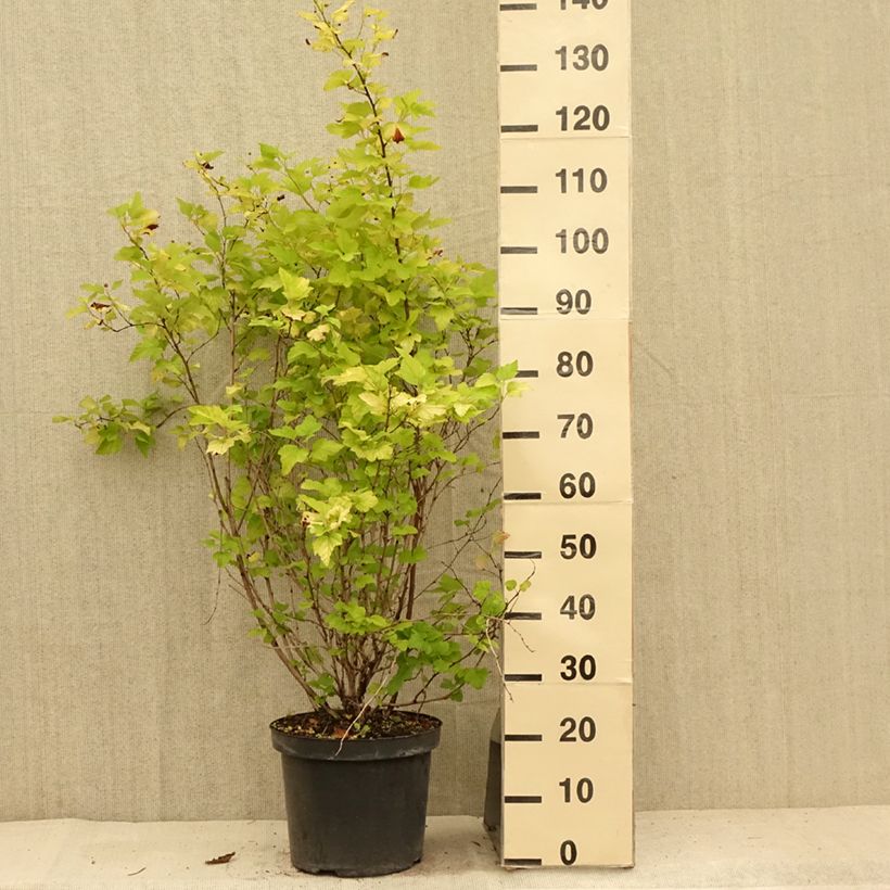 Esemplare di Physocarpus opulifolius Angel Gold Vaso da 7,5L/10L consegnato in estate