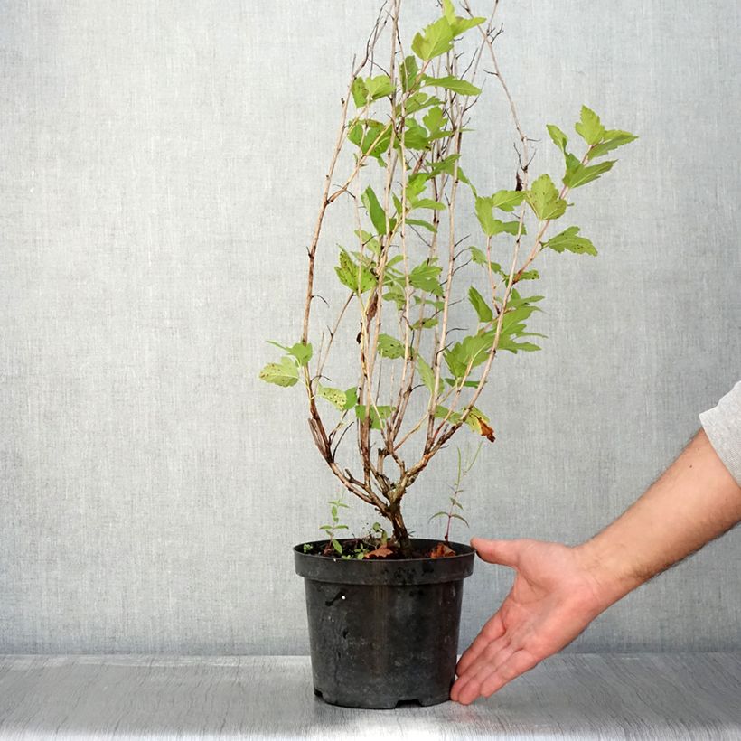 Esemplare di Physocarpus opulifolius Anny's Gold Vaso da 3L/4L come consegnato in autunno