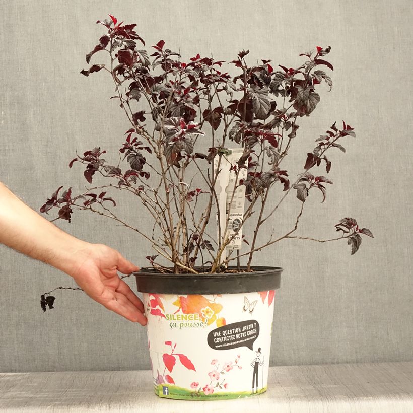 Esemplare di Physocarpus opulifolius Black light Vaso da 7,5L/10L consegnato in estate