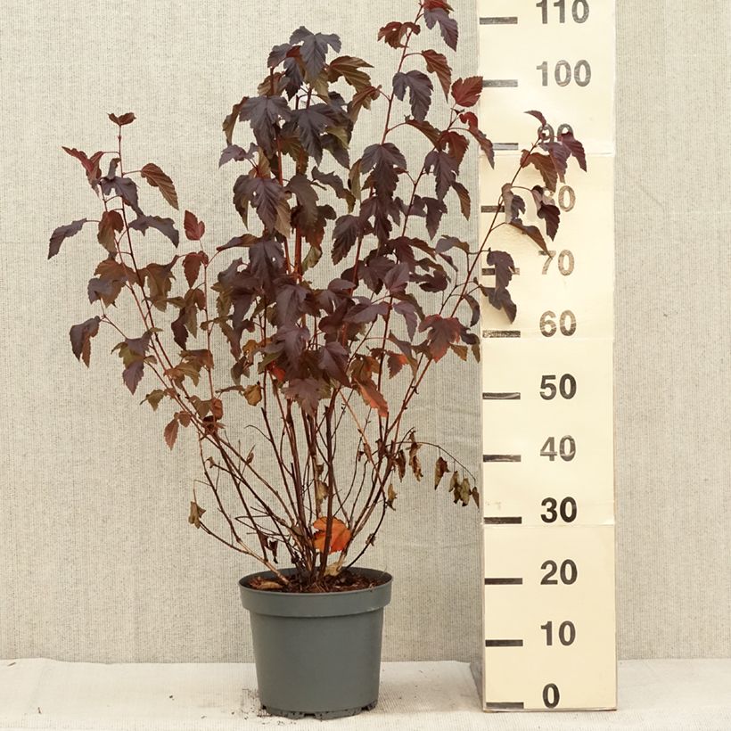 Esemplare di Physocarpus opulifolius Diabolo Vaso da 6L/7L come consegnato in autunno