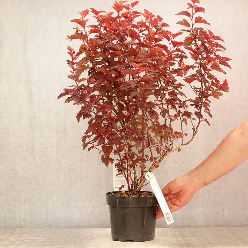 Esemplare di Physocarpus opulifolius Little Angel Vaso da 2L/3L consegnato in estate
