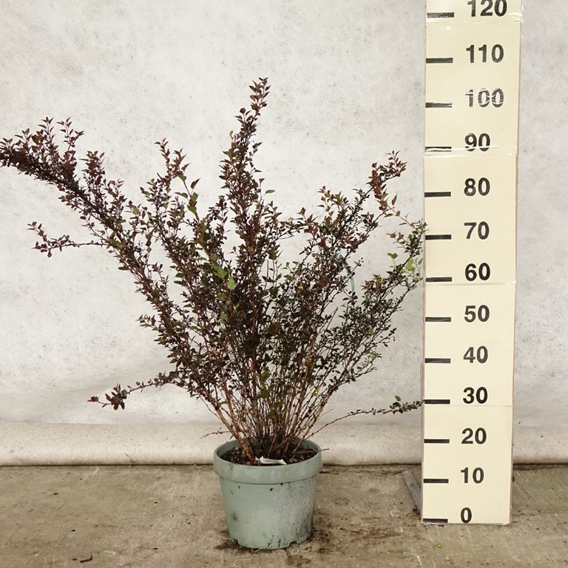 Esemplare di Physocarpus opulifolius Little Devil Vaso da 7,5L/10L consegnato in estate