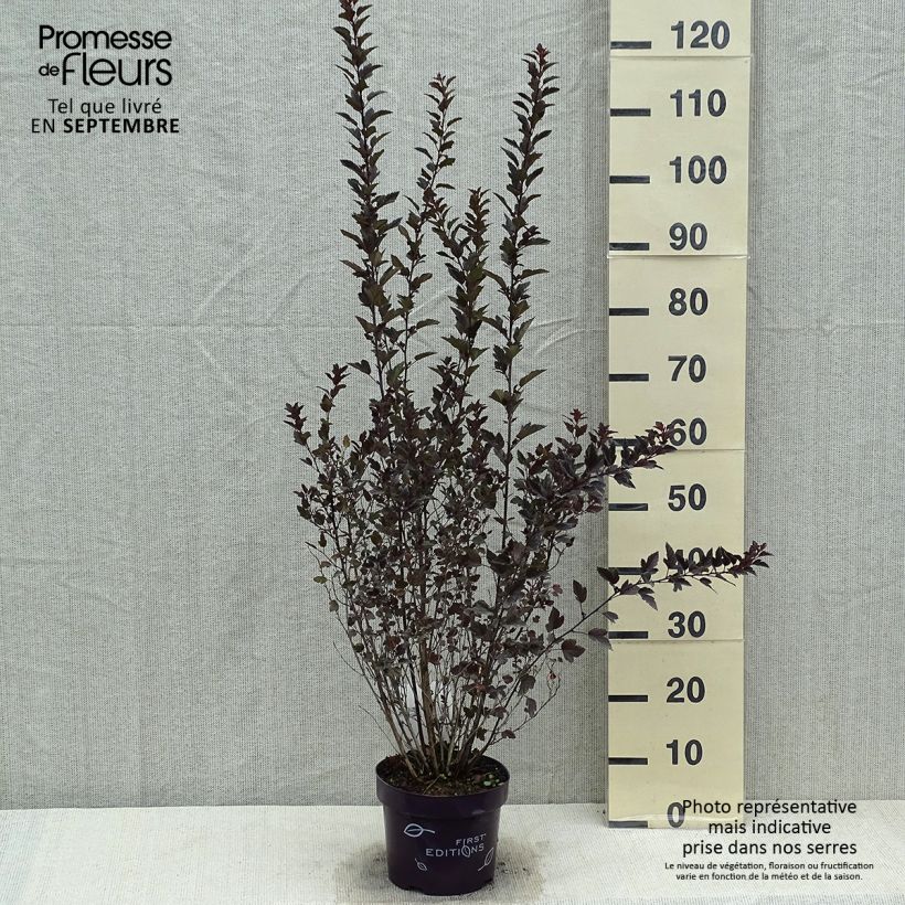 Esemplare di Physocarpus opulifolius Little Devil Vaso da 3L/4L consegnato in estate