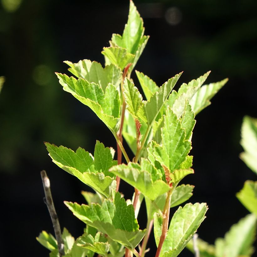 Physocarpus opulifolius Little Greeny (Fogliame)
